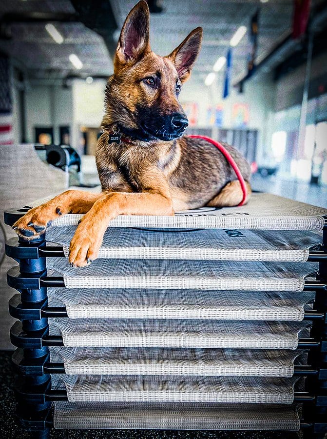 A German shepherd resting on elevated cots inside the Ridgeside K9 Tidewater facility in Williamsburg